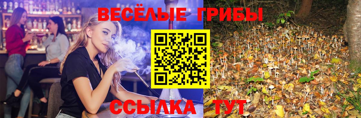 Королёв  Галлюциногенные грибы Cubensis  Вход с VPN 